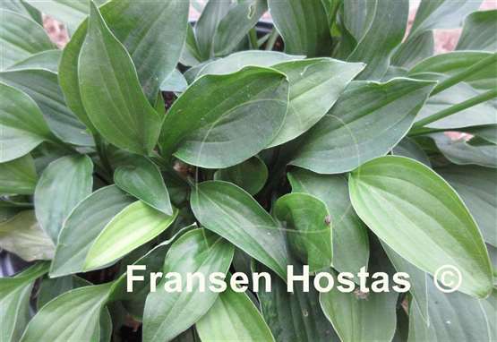 Hosta Emerald Hearts